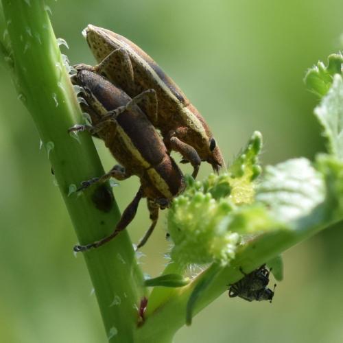 Réf. 334 622 : Lixus sp.